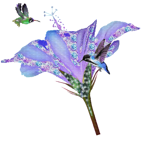 glitter flower hummingbird - Darmowy animowany GIF