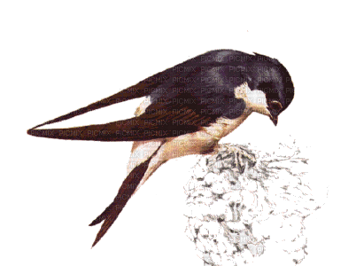 oiseaux - 免费动画 GIF