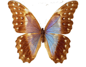 dulcineia8 borboletas - 免费动画 GIF