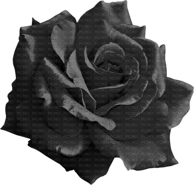 Flowers grey bp - 免费PNG