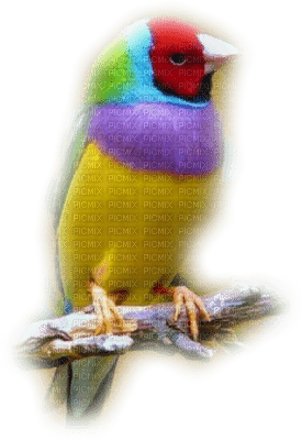 patymirabelle oiseau - Free PNG