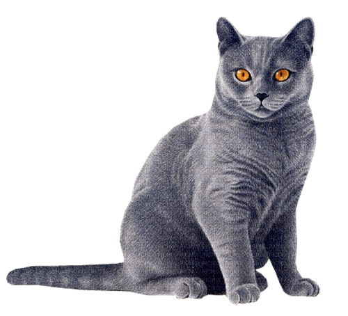 Cat-RM - Free PNG