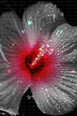Fleur animées - 免费动画 GIF