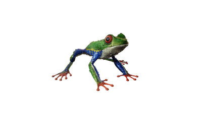 frog, sammakko - фрее пнг