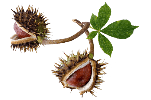 chestnuts, autumn - kostenlos png