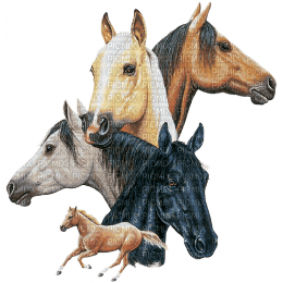 Kaz_Creations Animals Horses Heads - png gratis
