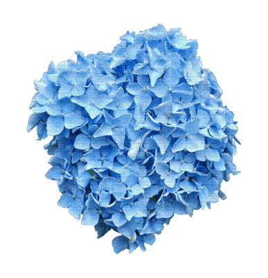 Flower, Flowers, Deco, Decoration, Blue - Jitter.Bug.Girl - 免费PNG