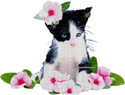 chat dans des fleurs - 無料のアニメーション GIF