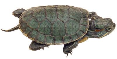 kilpikonna, turtle - фрее пнг