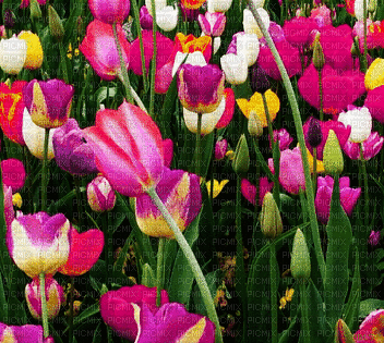 loly33 tulipe - Darmowy animowany GIF