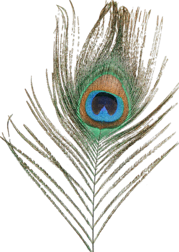 Peacock feather - nemokama png