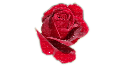 rose - PNG gratuit