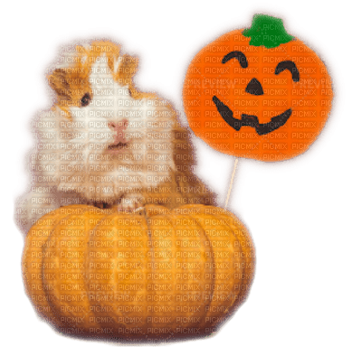 Guinea Pig and Pumpkin - png gratis