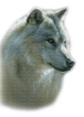 wolf katrin - PNG gratuit