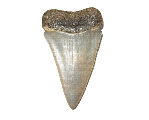 shark tooth - png gratuito