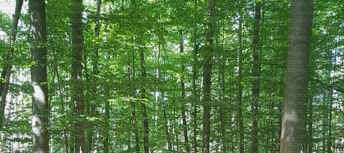 Wald - kostenlos png