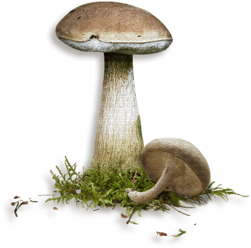 autumn garden forest mushroom - gratis png