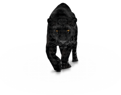 black panther bp - PNG gratuit