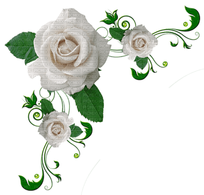 rose blanche - PNG gratuit