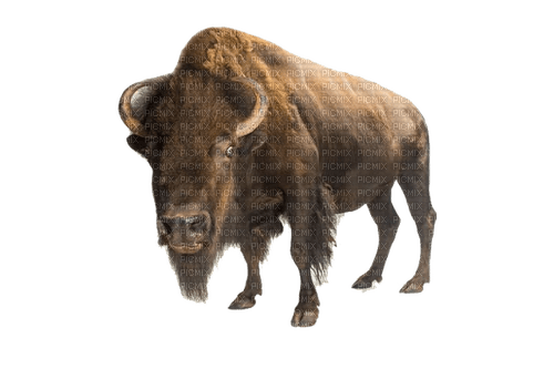 bison milla1959 - PNG gratuit