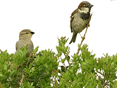 birds katrin - png grátis