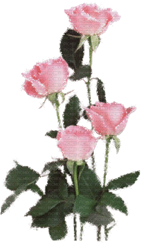 Roses - Ilmainen animoitu GIF