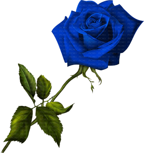 blue rose Bb2 - gratis png