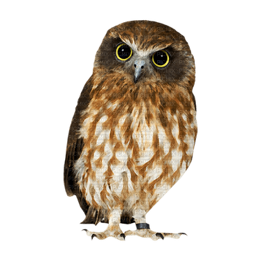 Owls - png grátis