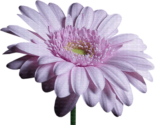 chrysanthèmes web charmille - png grátis