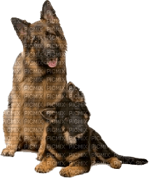 tiere - Free PNG