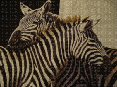 zebre - besplatni png