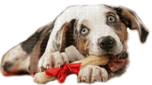 dog by nataliplus - png gratuito