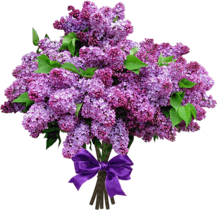 flores lilas dubravka4 - PNG gratuit