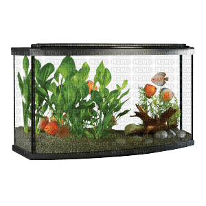 aquarium - png gratuito