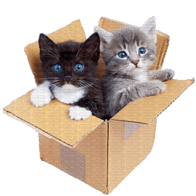 Chat.Cat.Gato.kitten.chaton.kot.Box.Victoriabea - Free animated GIF