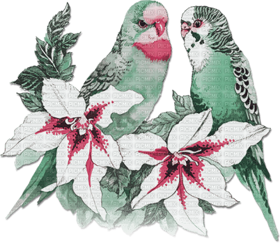 soave deco summer bird tropical parrot flowers - 免费PNG