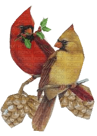 oiseaux - darmowe png