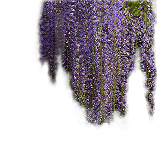 fleurs glycine - zdarma png