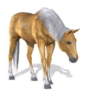 Kaz_Creations Horse - ücretsiz png