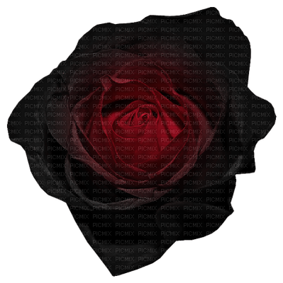 Rose (flower) - png gratis