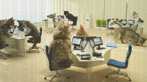 cat office - 無料のアニメーション GIF