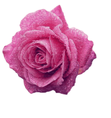 Salomelinda rose ! - PNG gratuit