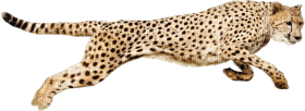 Kaz_Creations Cheetah - zadarmo png
