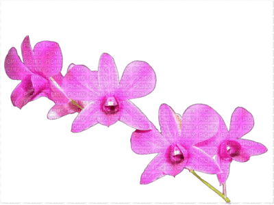 ♥Flower japanesse♥ - Free PNG