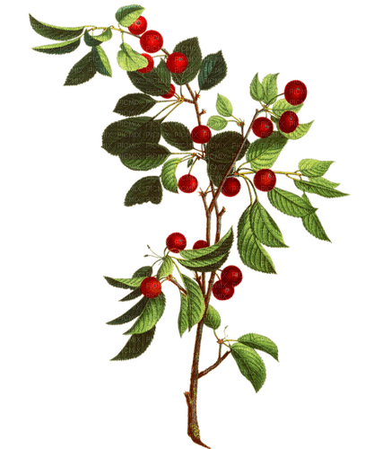 cherry tree brunch Bb2 - png gratis