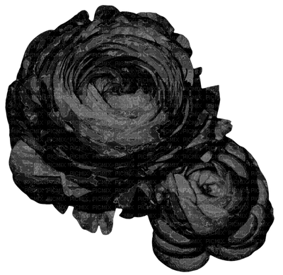 black-rose-flower-minou52 - 無料png