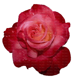 Rose.Fleur.Flower.Pink.Red.Victoriabea - Nemokamas animacinis gif