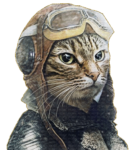 steampunk cat - Animovaný GIF zadarmo