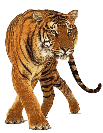tiger - Free PNG