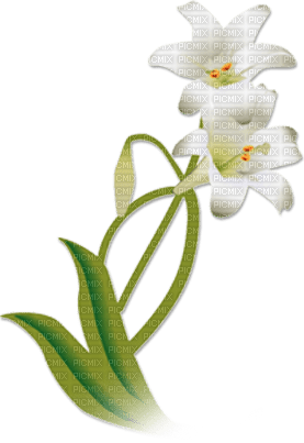 soave deco branch flowers spring lilies white - darmowe png